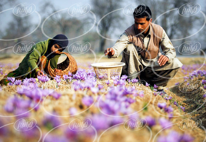 منفعت حاصل از فروش زعفران در ترکیه