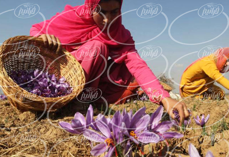 منفعت حاصل از فروش زعفران در ترکیه