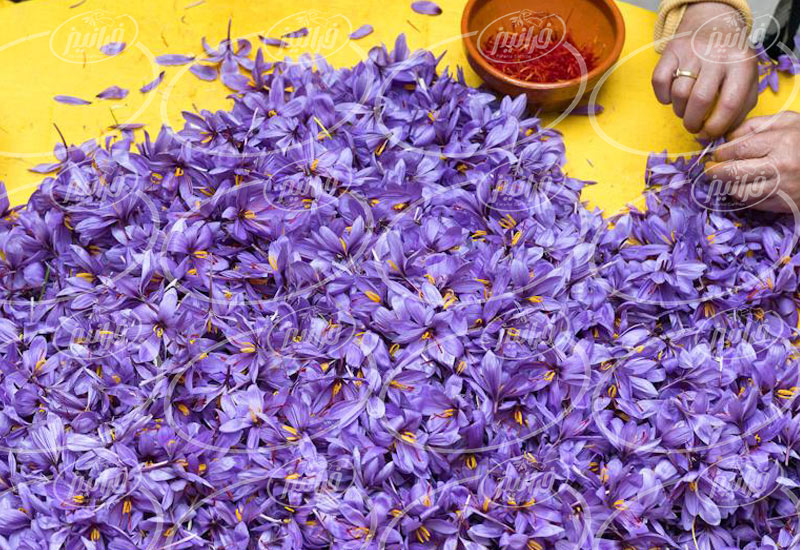 تولید افشانه زعفران کاملا طبیعی ایرانی