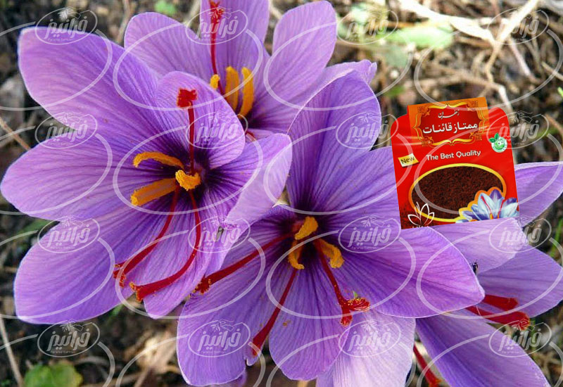 صادرات پودر زعفران قائنات مخصوص رستوران ها