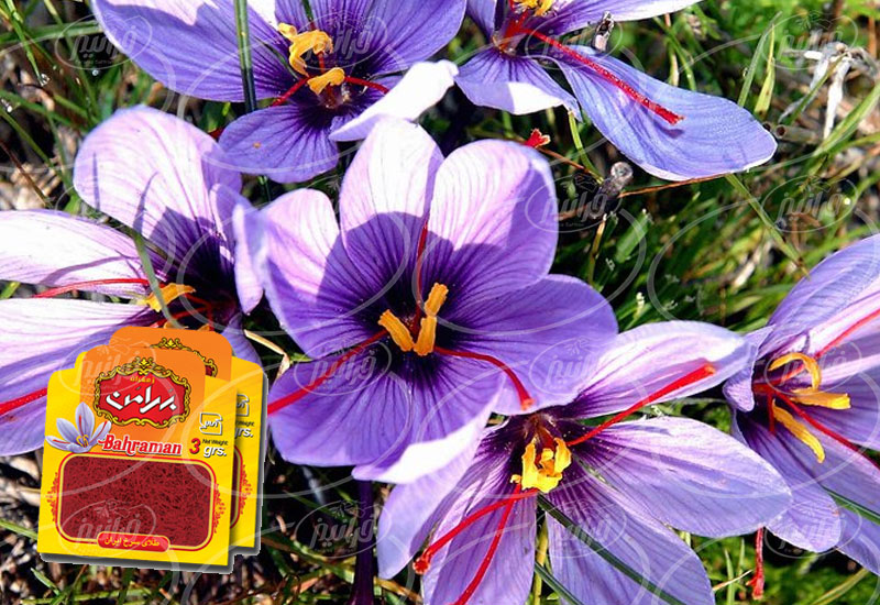 کمترین قیمت زعفران ۳ گرمی بهرامن در ایران
