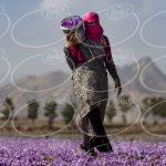 شرط خرید اینترنتی پودر زعفران بدون بهره