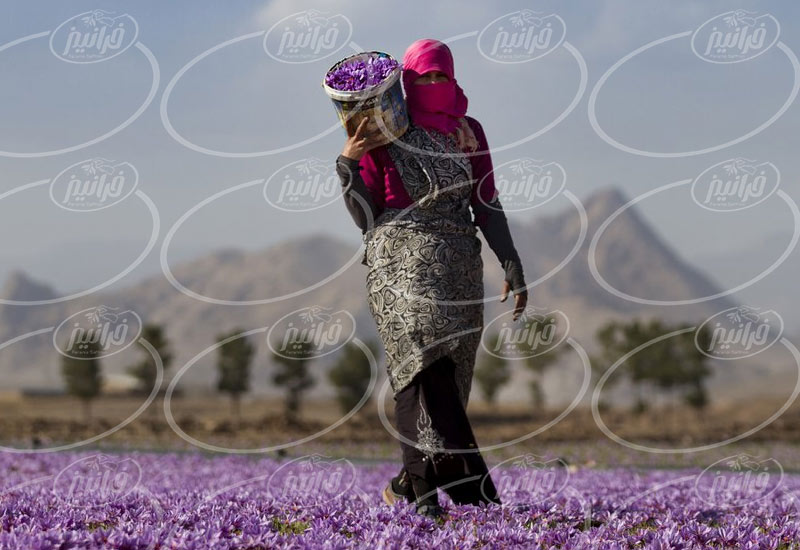 شرط خرید اینترنتی پودر زعفران بدون بهره