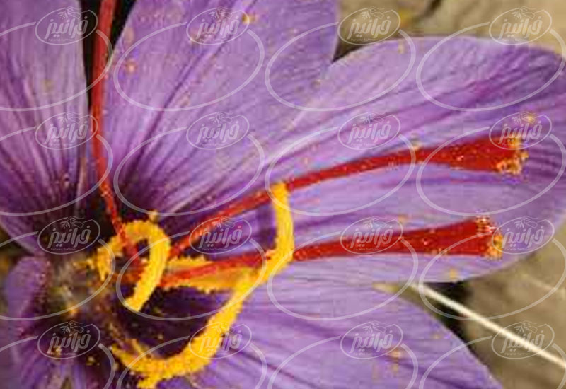 سود زیاد با صادرات زعفران به چین