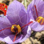 خرید مستقیم از فروشندگان زعفران قائنات یک مثقال