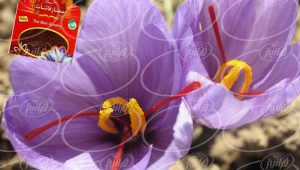 خرید مستقیم از فروشندگان زعفران قائنات یک مثقال